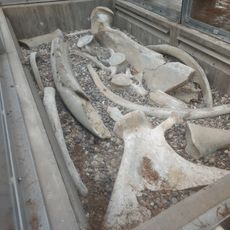 Visning av valskelett