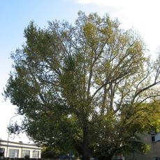 Dva platany na Zvonařce