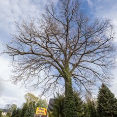 Hedera oak in Eppendorf