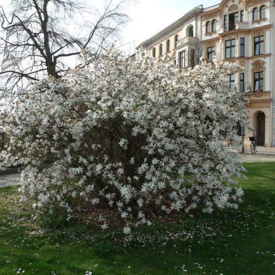 Sternmagnolie am Brandenburger Platz