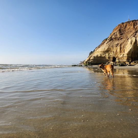 Del Mar Dog Beach