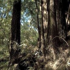 Parc d'État de la forêt de Nisene Marks