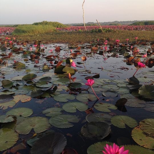 Thale Noi Non-Hunting Area