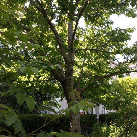 Jardín Botánico de los Cordeliers