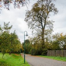 Flatterulme Fuchshain