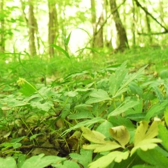 Nature reserve Huby Grzebieniskie