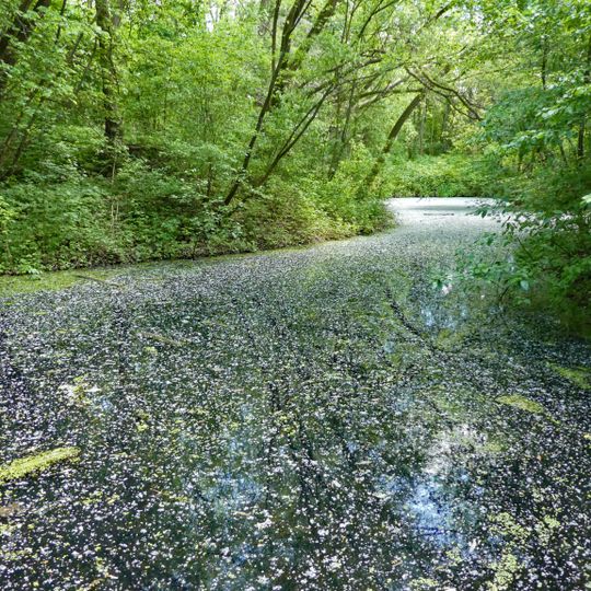 Ehemaliger Neckaraltarm mit Auenwald