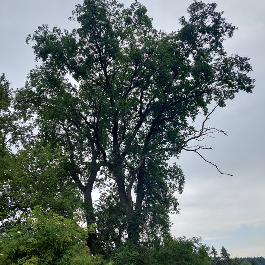 Dub na Kozím Hřbetu
