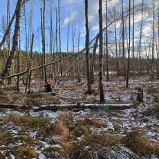 Rezerwat przyrody Torfowisko nad Jeziorem Morzysław Mały