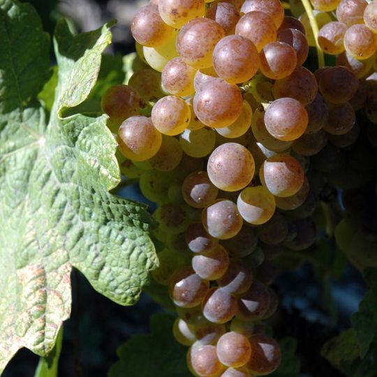 Chasselas