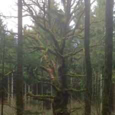 Vieux chêne d'Oberlarg