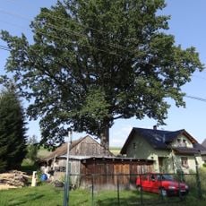 Dub v Ještědské ulici