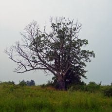 The Devil's Tree