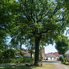 Naturdenkmal Stieleiche Dorfaue; Flur 2, Flurstück 496 in Dollenchen