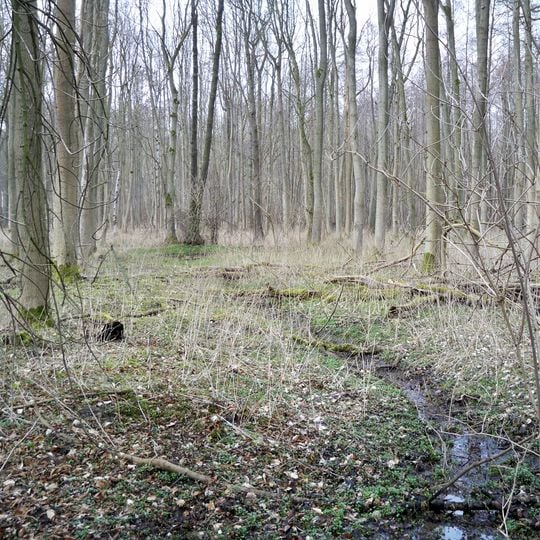 Beetzendorfer Bruchwald und Tangelnscher Bach
