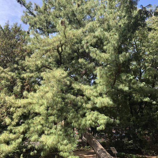 Pino llorón del Himalaya