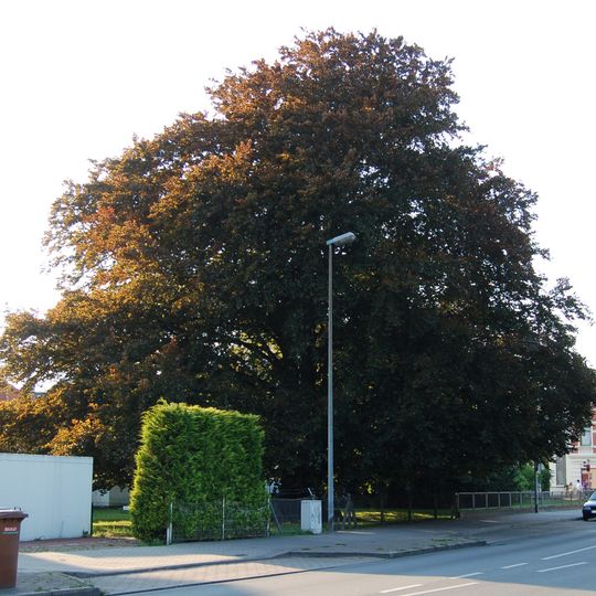 Uetersener Blutbuche