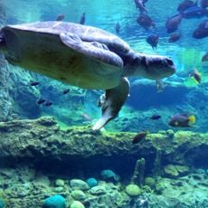 Turtle Trek