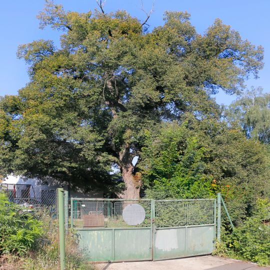 Lípa srdčitá v ulici Na Šabatce