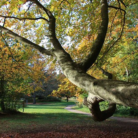 Brandon Country Park