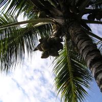 Distretto di Giong Trom