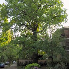 Stiel-Eiche Brückenstraße 3