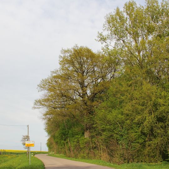 Eiche Bronner Hölzle