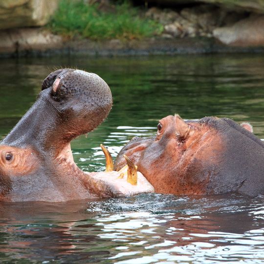 Hippopotamus