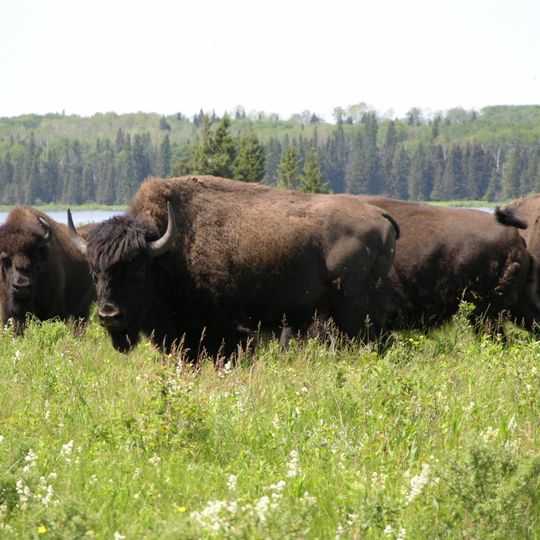 Parque Nacional Riding Mountain