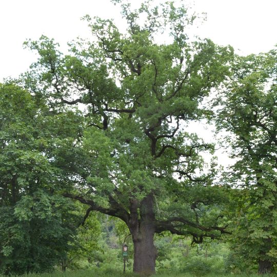 Dub u hradu Veveří II