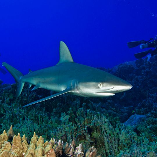 Motu Motiro Hiva Marine park