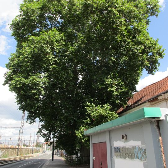 Platan javorolistý v Nádražní ulici na Smíchově