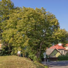 Lípa u kapličky pod hřbitovem