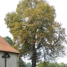 Baumgruppe Wittmarkapelle
