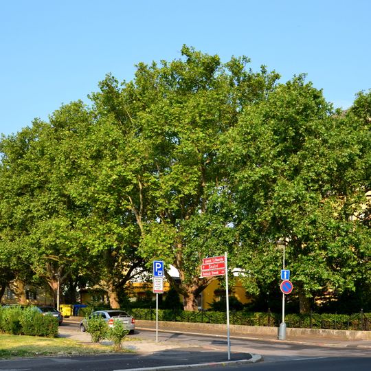 Platany u SPŠ v Chomutově