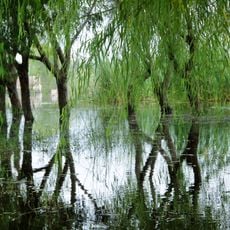 Lake Conache