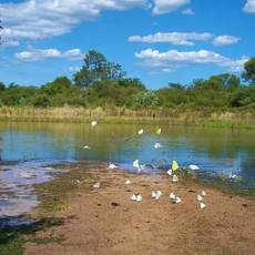 Tinfunqué National Park