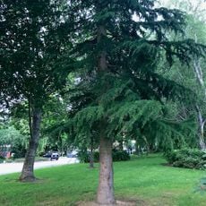 Lincoln University McAlpine cedar