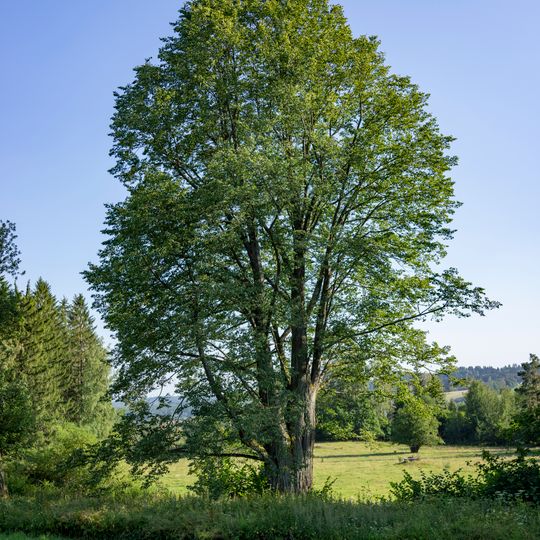 Svárovská lípa Maruška