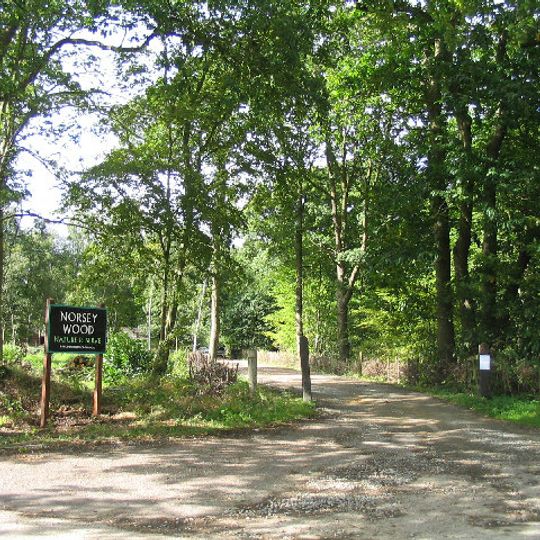 Norsey Wood