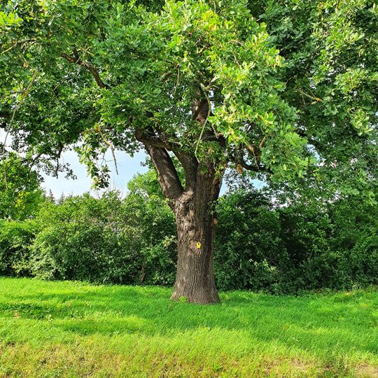 Eiche am Volkshausplatz