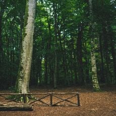 Naturschutzgebiet Foresta Umbra
