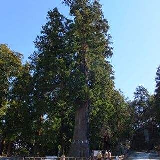 Great Cedar of Kiyosumi