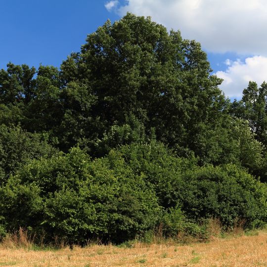 Halbtrockenrasen "Heidäcker"