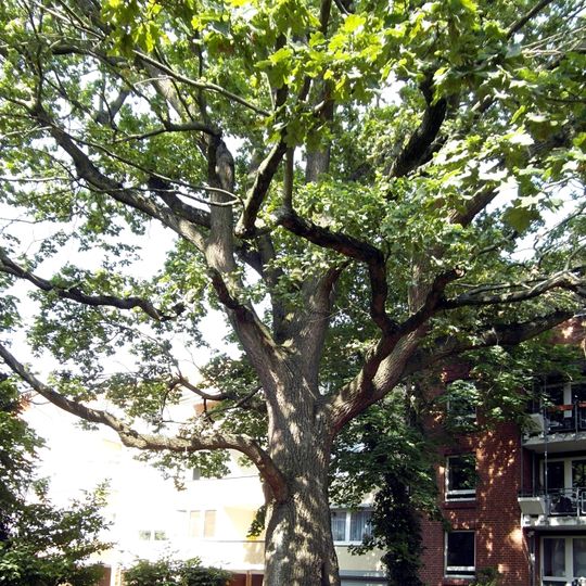 Eiche Wiehbergstraße 10