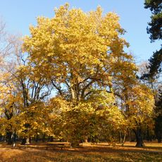 Platanus × hispanica in Park Kombatantów