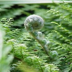 Zahamena National Park