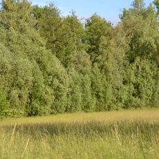 Bruchwiesen bei Büttelborn