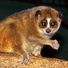 Duke Lemur Center