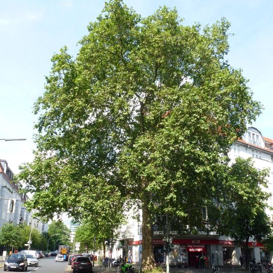 Platane Güntzelstraße Ecke Trautenaustraße